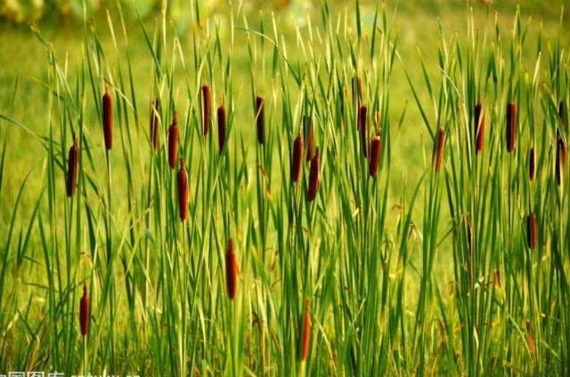 Hai xuc xich tren dong co dem ban, thu gan 200 nghin/kg-Hinh-2