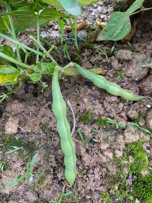 Hoa hau Nguyen Thi Huyen de lo anh con gai xinh xan-Hinh-8