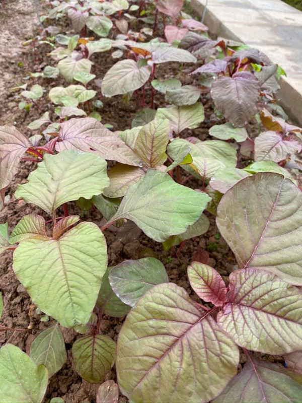 Hoa hau Nguyen Thi Huyen de lo anh con gai xinh xan-Hinh-9