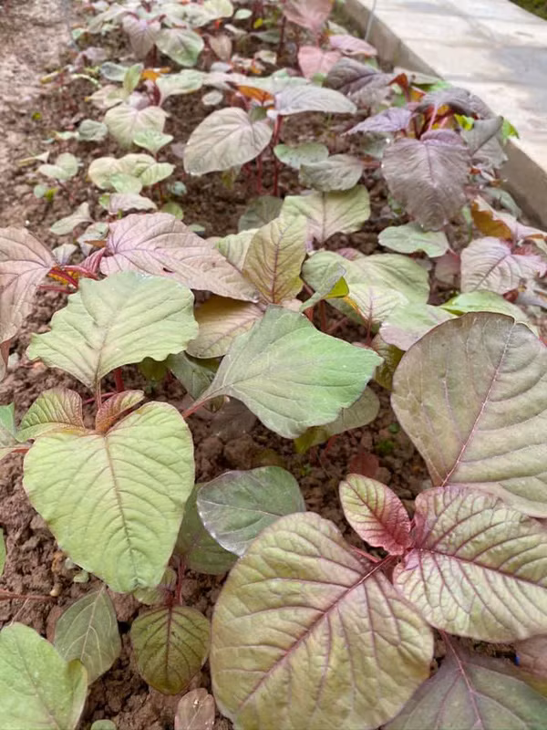 Hoa hau Nguyen Thi Huyen de lo anh con gai xinh xan-Hinh-9