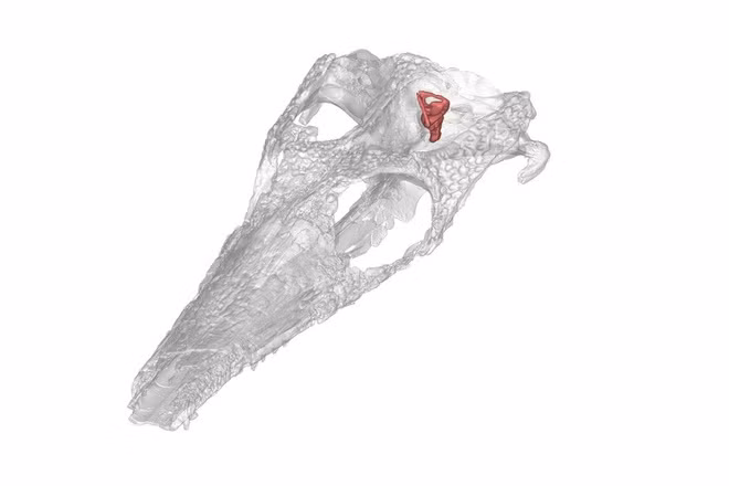 Ca sau tung muon o bien nhung that bai-Hinh-2