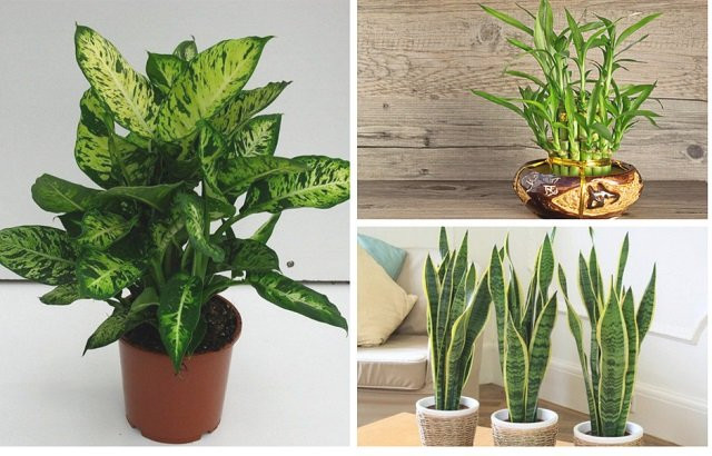 Trồng 4 loại cây này trong nhà hút tài lộc Trong 4 loai cay nay trong nha hut tai loc