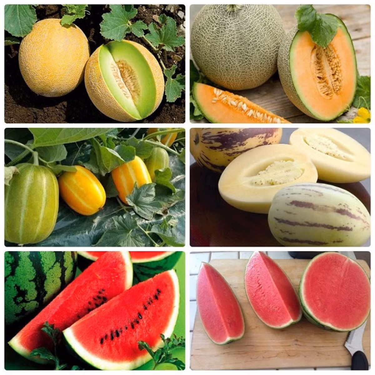 8 thực phẩm này nếu chế biến không dúng cách dễ gây hại cho sức khỏe - Hình 5 8 thuc pham nay neu che bien khong dung cach de gay hai cho suc khoe-Hinh-5