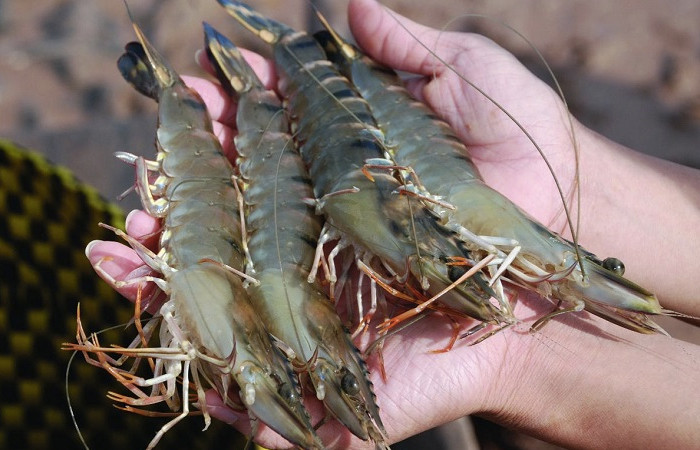 Bí quyết chọn được loại hải sản tươi ngon, bà nội trợ nên biết - Hình 2 Bi quyet chon duoc loai hai san tuoi ngon, ba noi tro nen biet-Hinh-2