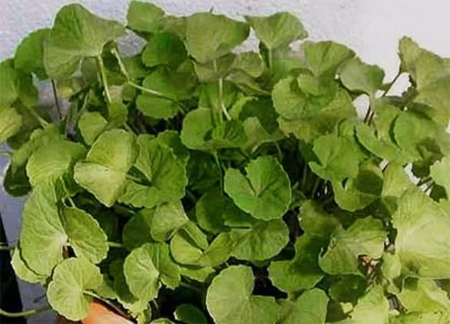 Thu tuong co dai o Viet Nam, cang nang nong cang quy-Hinh-6