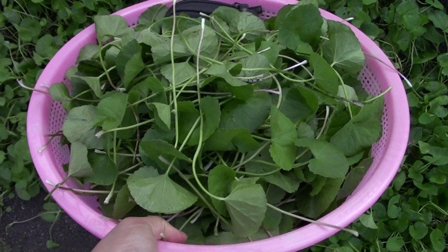 Thứ tưởng cỏ dại ở Việt Nam, càng nắng nóng càng quý - Hình 5 Thu tuong co dai o Viet Nam, cang nang nong cang quy-Hinh-5