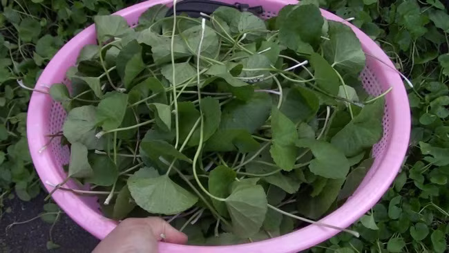 Thu tuong co dai o Viet Nam, cang nang nong cang quy-Hinh-5