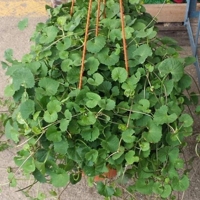 Thứ tưởng cỏ dại ở Việt Nam, càng nắng nóng càng quý - Hình 4 Thu tuong co dai o Viet Nam, cang nang nong cang quy-Hinh-4