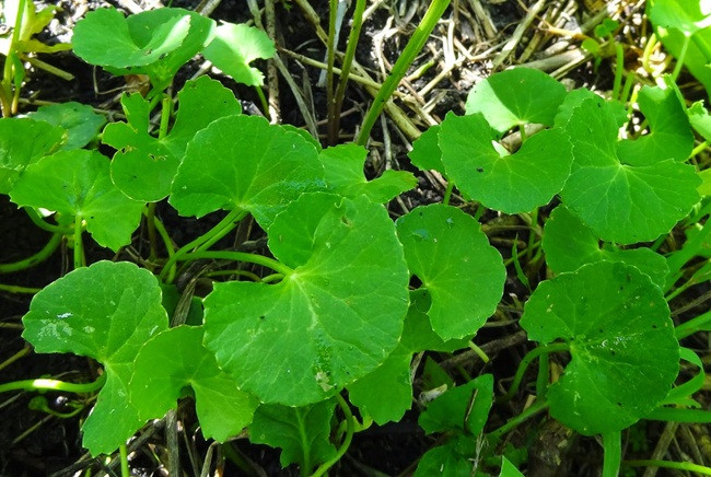 Thứ tưởng cỏ dại ở Việt Nam, càng nắng nóng càng quý Thu tuong co dai o Viet Nam, cang nang nong cang quy