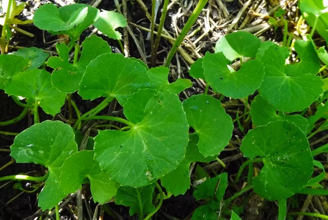 Thu tuong co dai o Viet Nam, cang nang nong cang quy