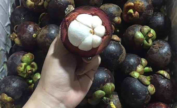 Phân biệt măng cụt Việt Nam và măng cụt Thái Lan Phan biet mang cut Viet Nam va mang cut Thai Lan