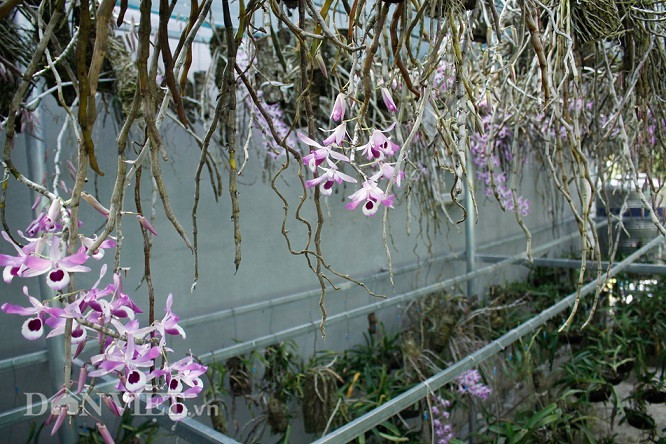 'Dot nhap' vuon lan rung tri gia 10 ty o tinh Lai Chau