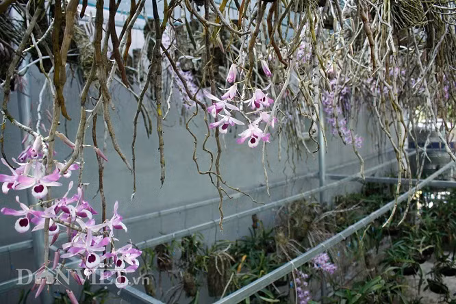 'Dot nhap' vuon lan rung tri gia 10 ty o tinh Lai Chau