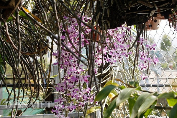 'Dot nhap' vuon lan rung tri gia 10 ty o tinh Lai Chau-Hinh-3