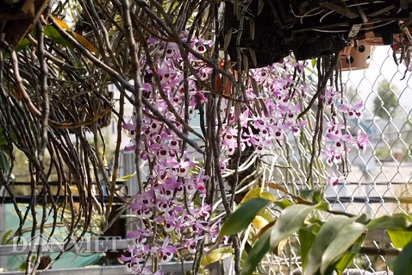 'Dot nhap' vuon lan rung tri gia 10 ty o tinh Lai Chau-Hinh-3