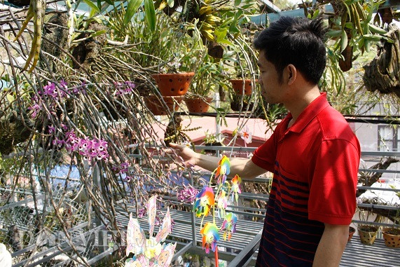 'Dot nhap' vuon lan rung tri gia 10 ty o tinh Lai Chau-Hinh-5