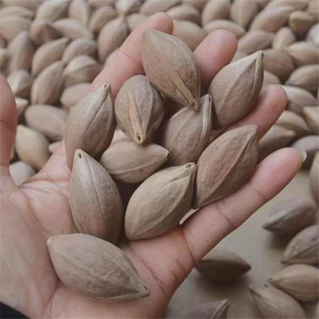 Giong qua 6 nam moi ket trai 1 lan, moi hat gia vai trieu-Hinh-4