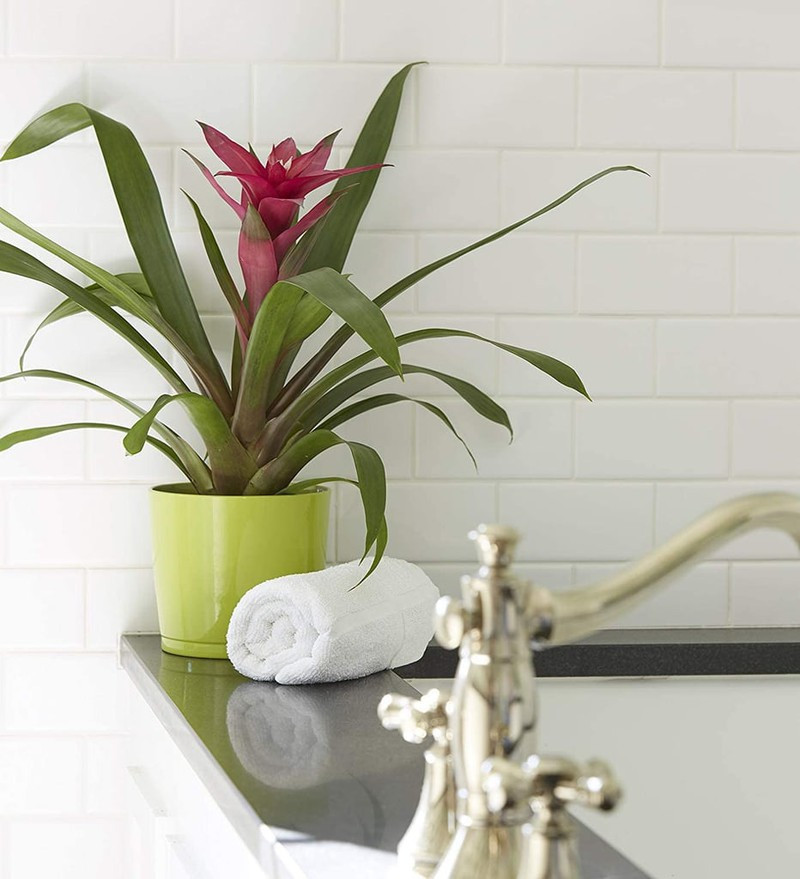 Loại cây trồng trong nhà giúp bạn có giấc ngủ ngon dễ dàng - Hình 3 Loai cay trong trong nha giup ban co giac ngu ngon de dang-Hinh-3