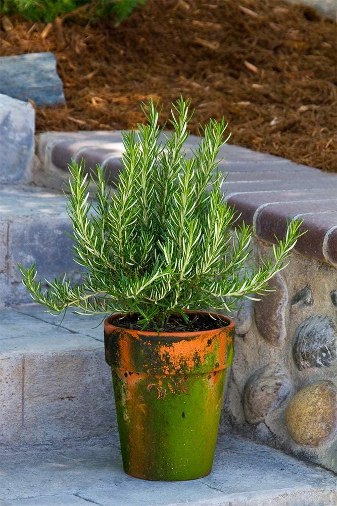 Loại cây trồng trong nhà giúp bạn có giấc ngủ ngon dễ dàng - Hình 8 Loai cay trong trong nha giup ban co giac ngu ngon de dang-Hinh-8