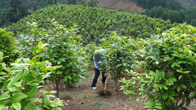 Ty phu nong dan trong loai cay xanh ngat nhung ra hoa quy-Hinh-2