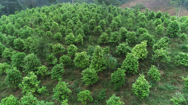 Ty phu nong dan trong loai cay xanh ngat nhung ra hoa quy-Hinh-3