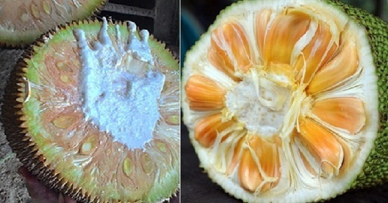 Mẹo chọn mít ngon, chín cây, không tẩm hóa chất Meo chon mit ngon, chin cay, khong tam hoa chat