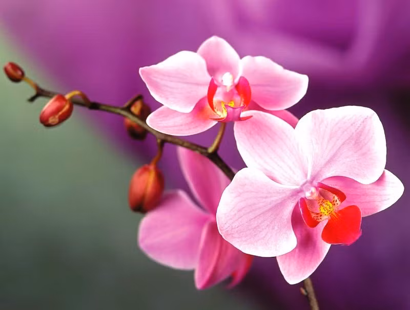 Cac loai hoa kieng ky dat tren ban tho dip Tet nguyen dan-Hinh-2