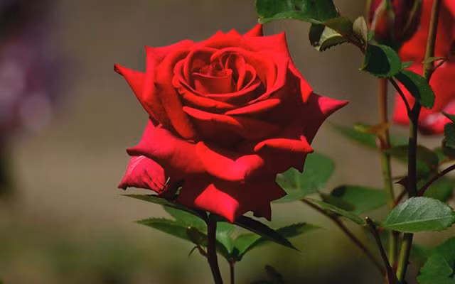 Cac loai hoa kieng ky dat tren ban tho dip Tet nguyen dan-Hinh-4