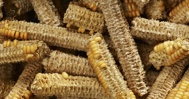 Lõi ngô, thứ vứt đi ở Việt Nam nay thành 'mỏ tiền' không đủ bán - Hình 5 Loi ngo, thu vut di o Viet Nam nay thanh 'mo tien' khong du ban-Hinh-5