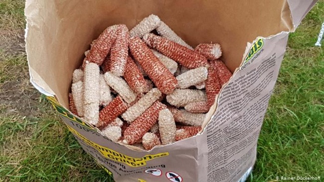 Lõi ngô, thứ vứt đi ở Việt Nam nay thành 'mỏ tiền' không đủ bán - Hình 7 Loi ngo, thu vut di o Viet Nam nay thanh 'mo tien' khong du ban-Hinh-7