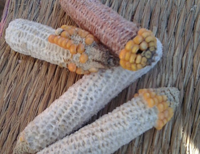 Lõi ngô, thứ vứt đi ở Việt Nam nay thành 'mỏ tiền' không đủ bán - Hình 4 Loi ngo, thu vut di o Viet Nam nay thanh 'mo tien' khong du ban-Hinh-4