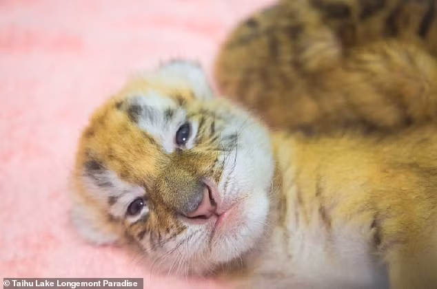 Ho hoang kim sieu quy hiem chao doi o Trung Quoc