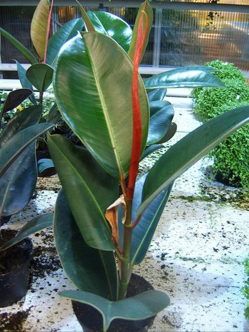 Top 10 cay canh loc sach khi doc, hut buc xa wifi, giup tang tuoi tho-Hinh-2