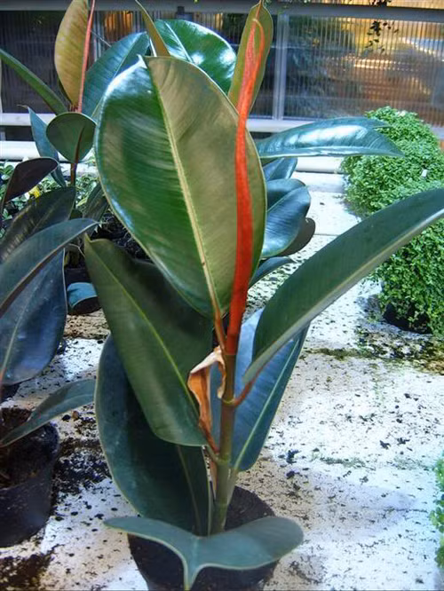 Top 10 cay canh loc sach khi doc, hut buc xa wifi, giup tang tuoi tho-Hinh-2