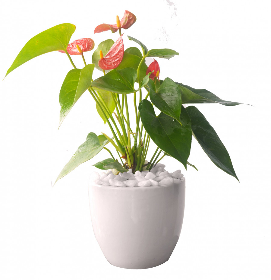 Top 10 cay canh loc sach khi doc, hut buc xa wifi, giup tang tuoi tho-Hinh-3