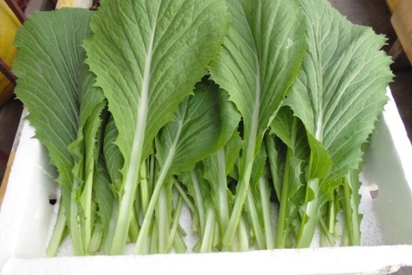 Bí kíp phân biệt các loại rau cải cho chị em - Hình 3 Bi kip phan biet cac loai rau cai cho chi em-Hinh-3