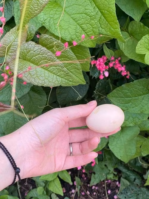 Shark Hung va vo chon o noi binh di, trong rau nuoi ga-Hinh-3