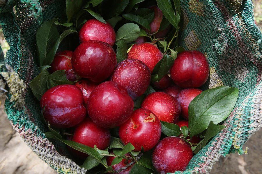 6 loai qua chi em nen tranh an khi den ngay den do