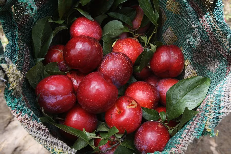 6 loai qua chi em nen tranh an khi den ngay den do