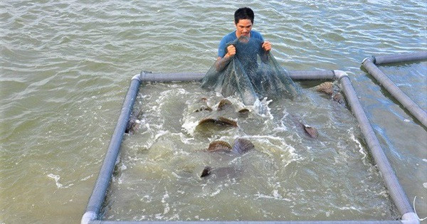 Tom hum, ca mu giam gia soc van e, nguoi nuoi 'meo mat' bo nghe