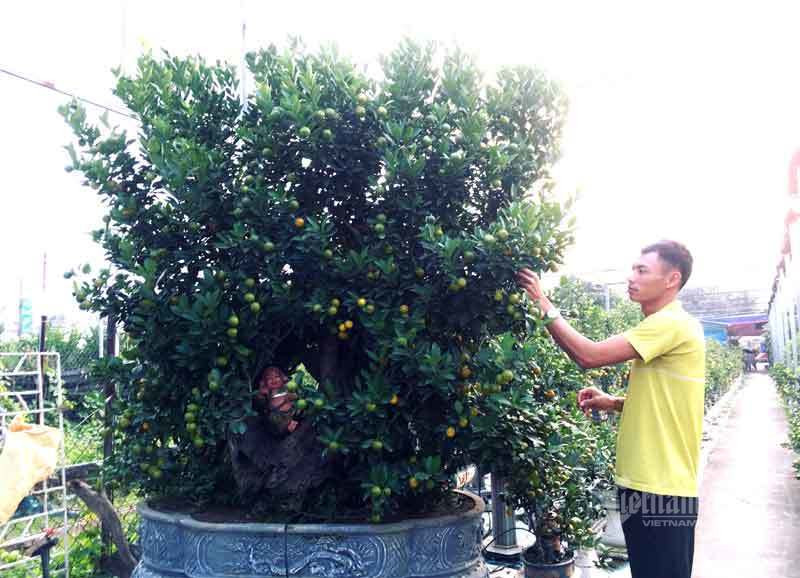 Than cay xac kho de tram qua vang, dai gia rut tien mua luon-Hinh-6