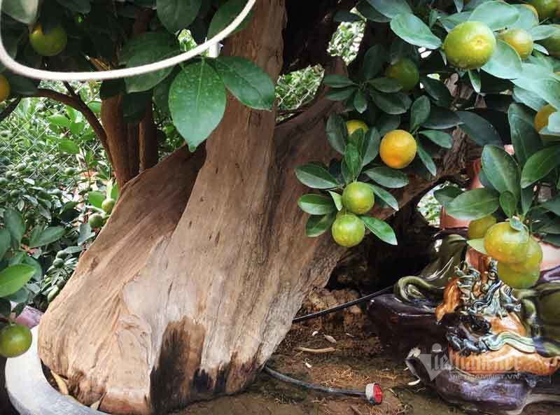 Than cay xac kho de tram qua vang, dai gia rut tien mua luon-Hinh-2