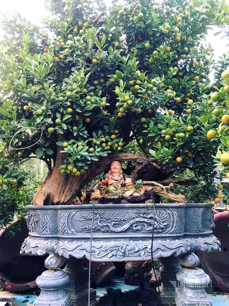 Than cay xac kho de tram qua vang, dai gia rut tien mua luon