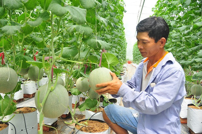 Dua luoi 'khung' cua nu thac si 8X o Vinh Long-Hinh-9