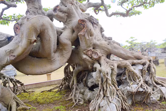 Vo Toan do la - nguoi giau chong mang 5 ty di mua sieu cay-Hinh-3