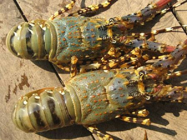 Tom hum, ca mu giam gia soc van e, nguoi nuoi meo mat-Hinh-2