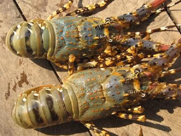 Tom hum, ca mu giam gia soc van e, nguoi nuoi meo mat-Hinh-2