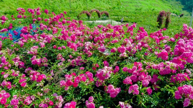 Nuoi heo rung 200 kg lam... thu cung-Hinh-6