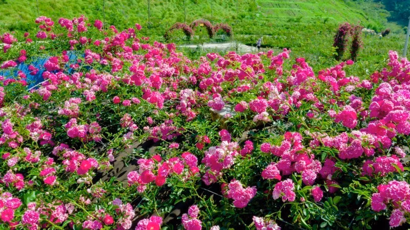 Nuoi heo rung 200 kg lam... thu cung-Hinh-6