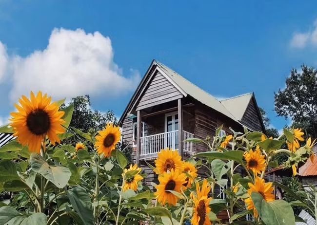 Cặp vợ chồng 9x bỏ Sài Gòn lên núi làm "người rừng" ảnh 6